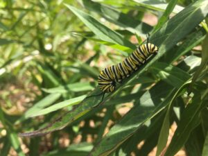 Monarch butterfly caterpillar.